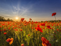 Poppy field at sunset Wall Art