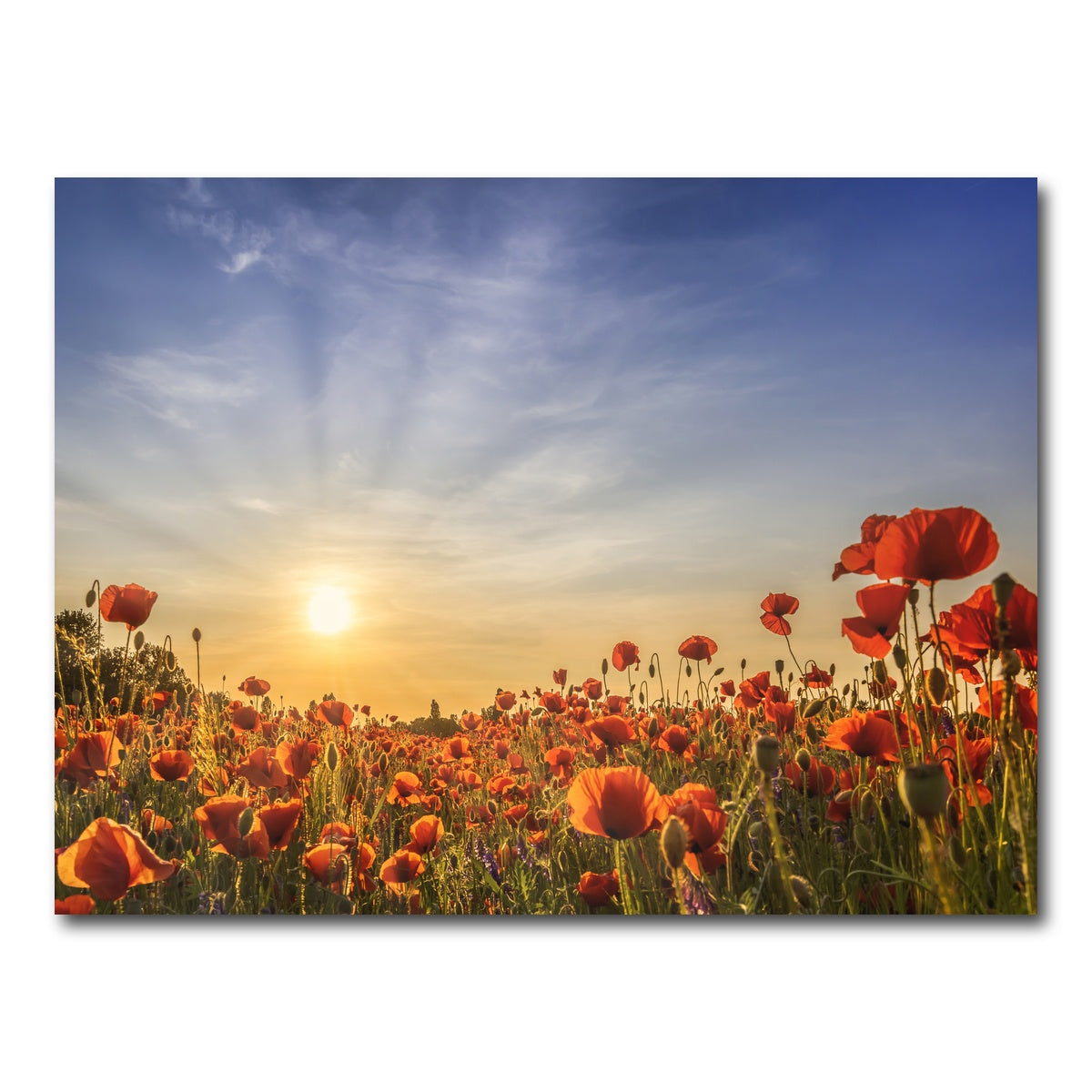AUTO-MOCKUP WHITE | Poppy field in sunset | 1 Piece | Gallery Wrap Canvas | group=4x3