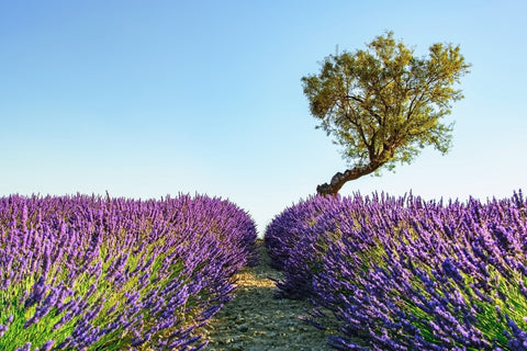 Provence Landscape Wall Art