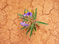 Purple Desert Wild Flowers Wall Art