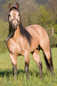 Quarter Horse Posing Wall Art