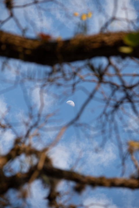 Quarter moon among the tree Wall Art