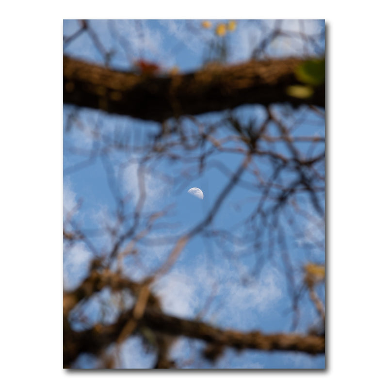 AUTO-MOCKUP WHITE | Quarter moon among the tree | 1 Piece | Gallery Wrap Canvas | group=3x4