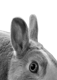 Rabbit Wall Art