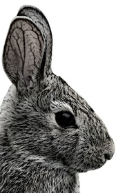 Rabbit Sketch Wall Art