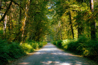 Rainforest Road Wall Art