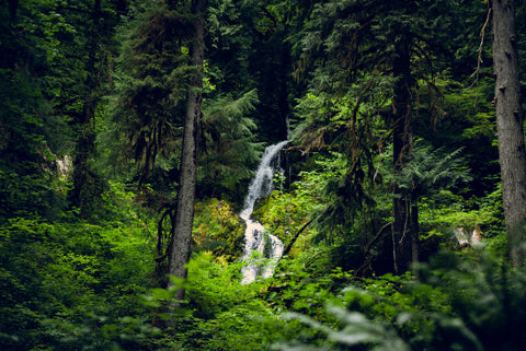 Rainforest Waterfall Wall Art