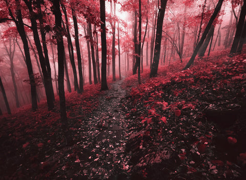 Red Forest Wall Art