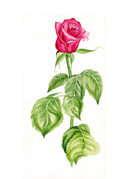 Red Rose Wall Art