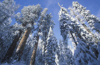 Redwoods Covered in Snow Wall Art