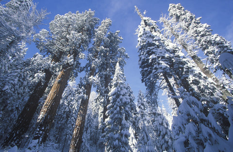 Redwoods Covered in Snow Wall Art