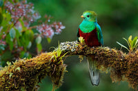 Resplendent quetzal Wall Art