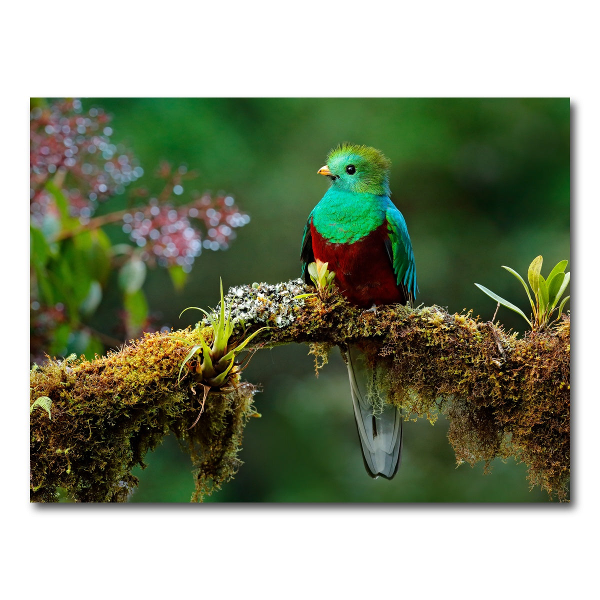 AUTO-MOCKUP WHITE | Resplendent quetzal | 1 Piece | Gallery Wrap Canvas | group=4x3