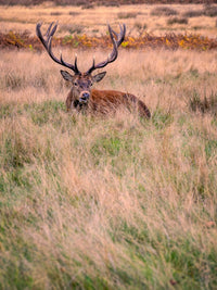 Richmond Park Wall Art