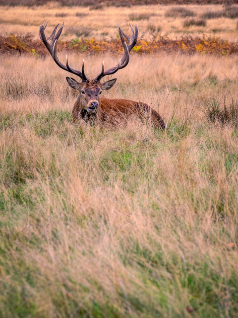 Richmond Park Wall Art