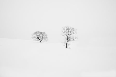 Rooted in Silence Wall Art