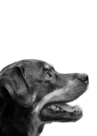 Rottweiler Dog Face Wall Art