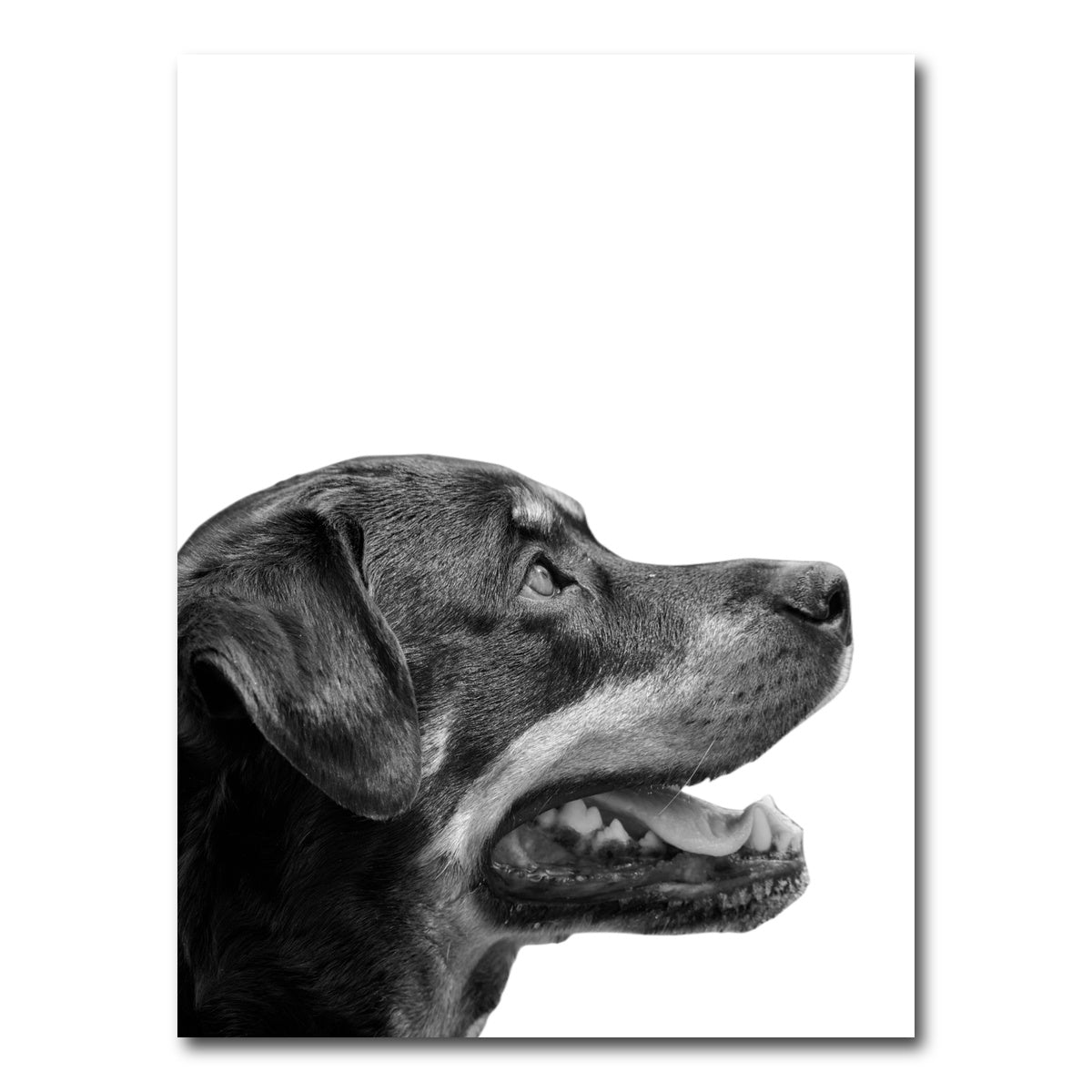 AUTO-MOCKUP WHITE | Rottweiler Dog Face | 1 Piece | Gallery Wrap Canvas | group=3x4