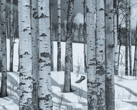 Round Lake Wall Art