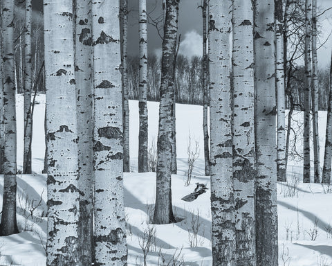 Round Lake Wall Art