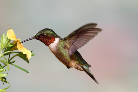 Ruby Throated Hummingbird Wall Art