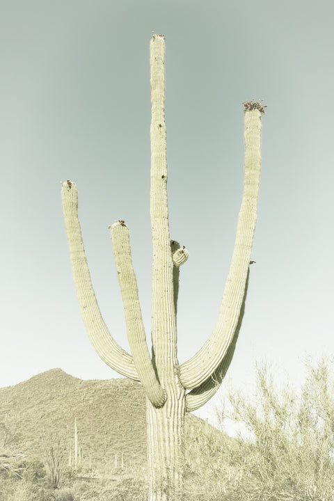 SAGUARO NATIONAL PARK Giant Saguaro Wall Art