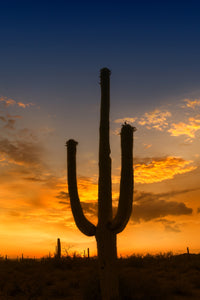 SAGUARO NATIONAL PARK Sunset Wall Art