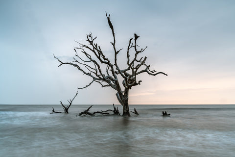 Salt Tree Wall Art