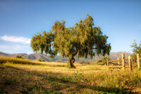 San Marcos Foothills Wall Art