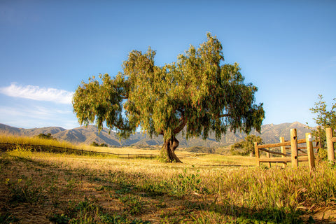 San Marcos Foothills Wall Art