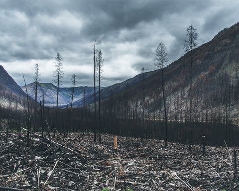 Scorched Trees Wall Art