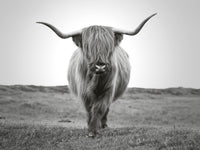 Scottish Bull Wall Art