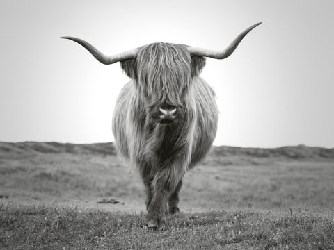Scottish Bull Wall Art