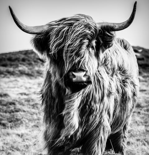 Scottish highland cow Wall Art