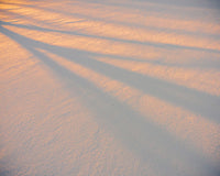 Shadows in the Snow Wall Art