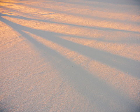 Shadows in the Snow Wall Art