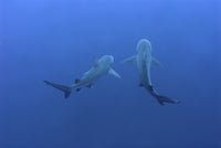 Shark mates Wall Art