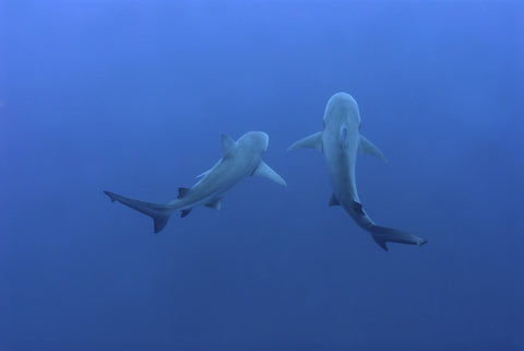 Shark mates Wall Art