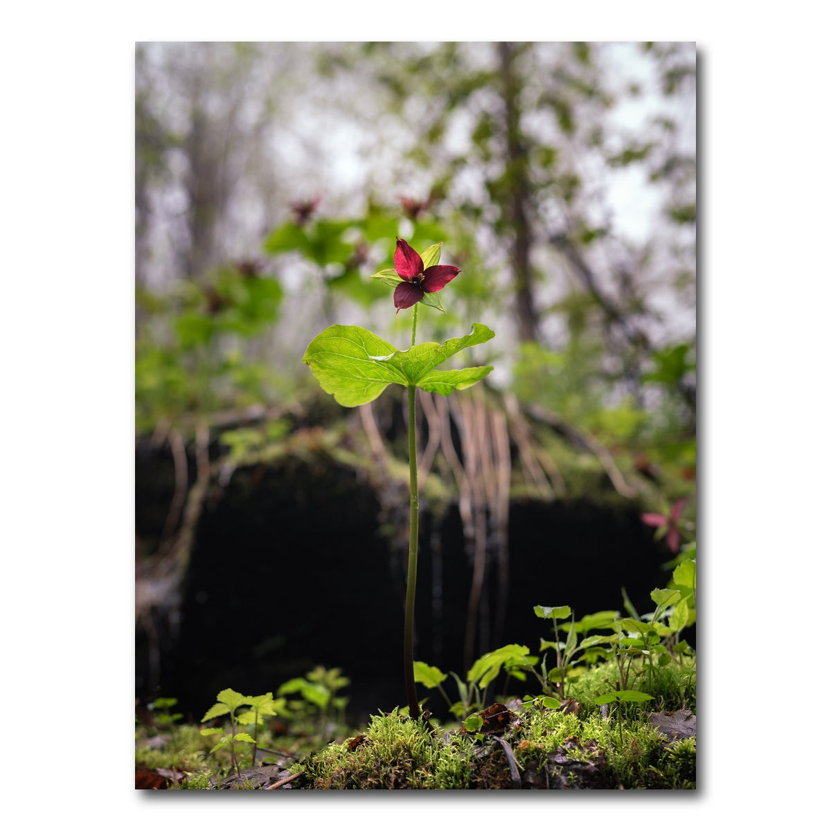 AUTO-MOCKUP WHITE | Simple Scene | 1 Piece | Gallery Wrap Canvas | group=3x4