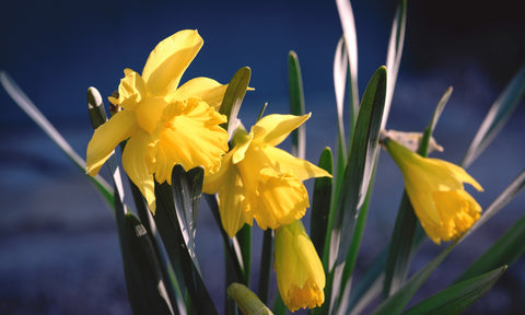 Spring Bloom Wall Art