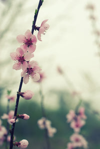 Spring blossom Wall Art