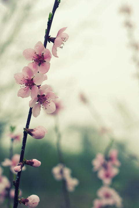 Spring blossom Wall Art