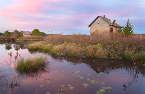 Spring in the Bogs Wall Art