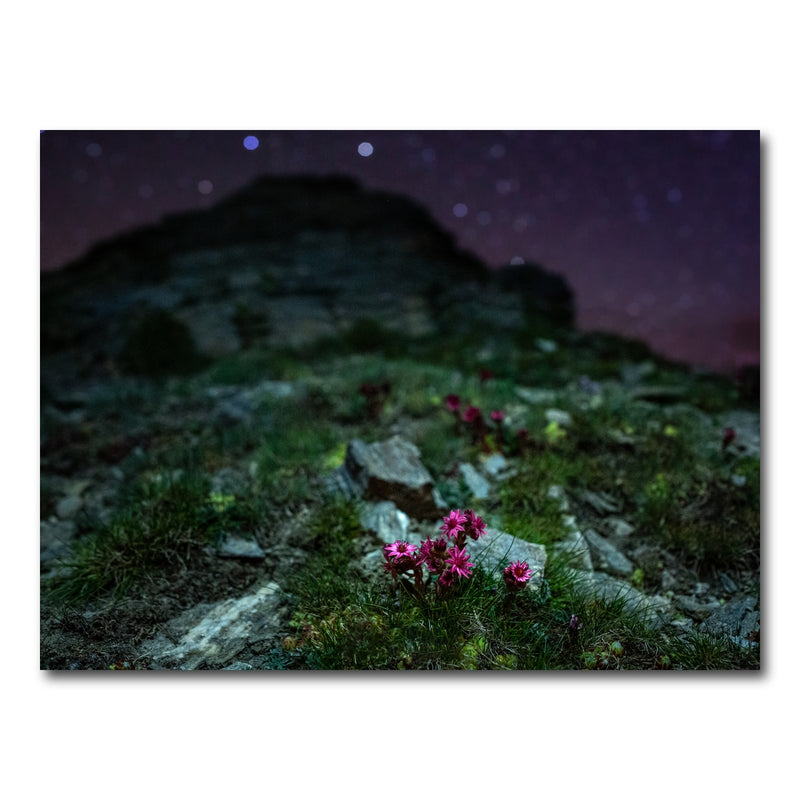 AUTO-MOCKUP WHITE | Star Studded Joubarbe | 1 Piece | Gallery Wrap Canvas | group=4x3