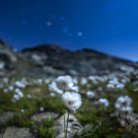 Star Studded Linaigrette Wall Art