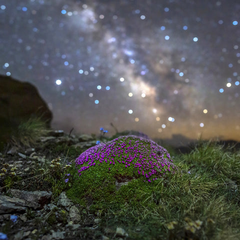 Star Studded Silene Wall Art