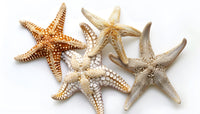 Starfishes Wall Art