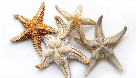 Starfishes Wall Art