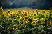 Sunflower Field Wall Art