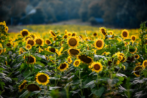 Sunflower Field Wall Art